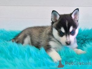 Photo №1. alaskan klee kai - for sale in the city of Arkansas City | 600$ | Announcement № 166062