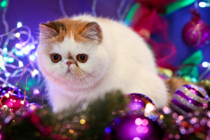 Photo №2 to announcement № 4283 for the sale of exotic shorthair - buy in Russian Federation from nursery