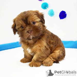 Photo №2 to announcement № 42828 for the sale of shih tzu - buy in United States breeder