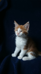 Photo №1. maine coon - for sale in the city of Kursk | 195$ | Announcement № 3285