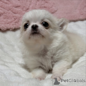 Photo №4. I will sell chihuahua in the city of Lubná. breeder - price - 310$