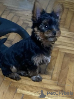 Photo №2 to announcement № 110849 for the sale of yorkshire terrier - buy in Serbia breeder