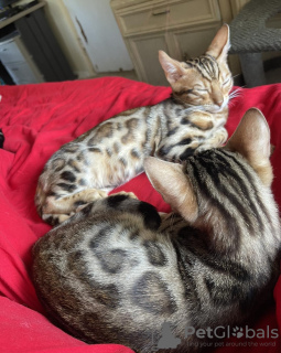 Photo №1. bengal cat - for sale in the city of Sydney | 400$ | Announcement № 130617