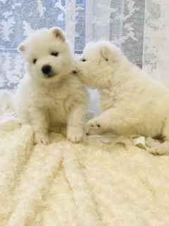Photo №2 to announcement № 5669 for the sale of samoyed dog - buy in Belarus private announcement