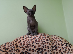 Photo №3. I will sell a kitten of the Canadian sphinx from nursery. Russian Federation