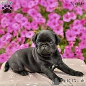 Photo №2 to announcement № 163866 for the sale of pug - buy in Austria private announcement, breeder