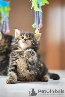 Additional photos: Maine Coon kittens