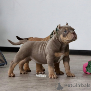 Photo №2 to announcement № 147456 for the sale of american bully - buy in Germany private announcement