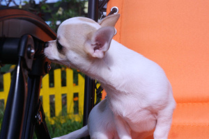 Additional photos: Chihuahua puppies