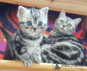 Photo №1. british shorthair - for sale in the city of St. Gallen | 423$ | Announcement № 58435