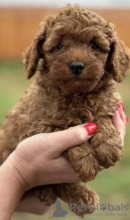 Photo №1. poodle (dwarf) - for sale in the city of Zrenjanin | negotiated | Announcement № 75332