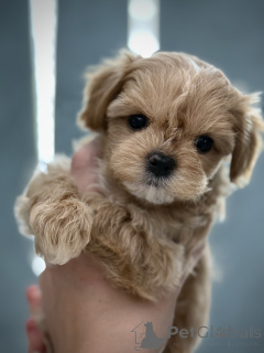Photo №2 to announcement № 146977 for the sale of maltipu - buy in Ukraine breeder
