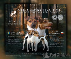 Photo №1. brazilian terrier - for sale in the city of Кельце | 1215$ | Announcement № 84658