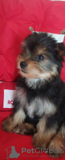 Photo №1. yorkshire terrier - for sale in the city of Minsk | 302$ | Announcement № 116115