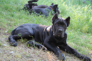 Photo №1. cane corso - for sale in the city of Brest | 240$ | Announcement № 20101