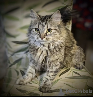 Photo №2 to announcement № 129108 for the sale of  - buy in Russian Federation 