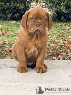 Photo №2 to announcement № 8072 for the sale of dogue de bordeaux - buy in Hungary breeder