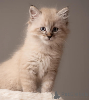 Photo №2 to announcement № 153156 for the sale of siberian cat - buy in Germany 