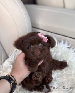 Photo №4. I will sell bolonka in the city of Boise. breeder - price - negotiated