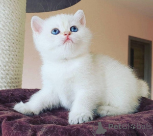 Photo №1. ragdoll - for sale in the city of Leipzig | negotiated | Announcement № 136989
