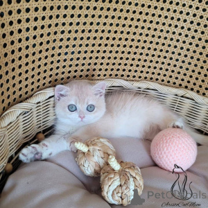 Photo №2 to announcement № 162663 for the sale of  - buy in Belgium 