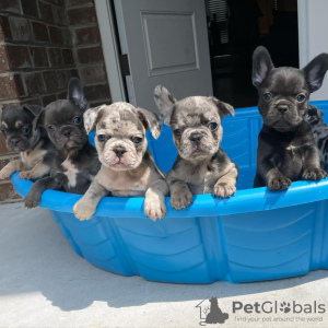 Photo №1. french bulldog - for sale in the city of Helsinki | negotiated | Announcement № 83538