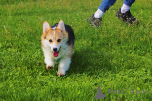 Photo №3. Welsh Corgi Pembroke For Sale Female. Serbia