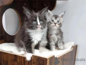 Photo №1. maine coon - for sale in the city of Fredericksborg | 361$ | Announcement № 154209