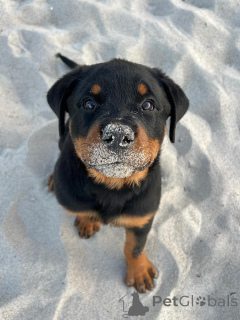 Photo №1. rottweiler - for sale in the city of Helmond | negotiated | Announcement № 163770
