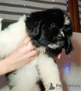 Photo №3. Newfoundland. Poland