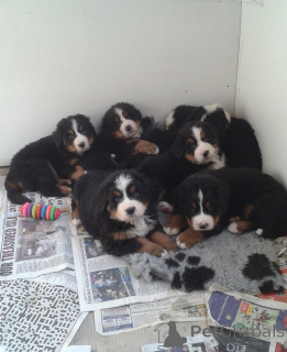 Photo №1. bernese mountain dog - for sale in the city of Ascona | 516$ | Announcement № 172054
