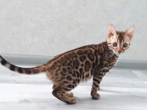 Photo №4. I will sell bengal cat in the city of Miass. private announcement, from nursery, breeder - price - negotiated