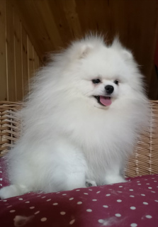Additional photos: Breed pedigree Pomeranian Spitz from titled parents are offered.