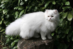 Photo №1. Mating service - breed: persian cat. Price - 50$