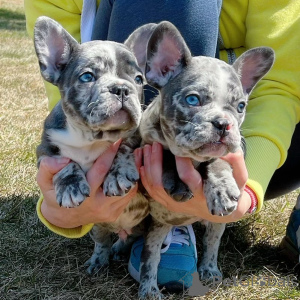 Photo №1. french bulldog - for sale in the city of Paris | negotiated | Announcement № 166209