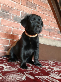 Photo №3. Club Labrador Retriever puppies are offered for sale. Ukraine