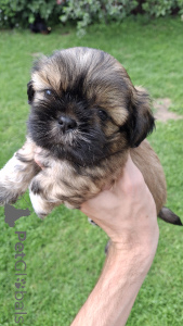 Photo №4. I will sell leonberger, louisiana catahoula leopard dog, lhasa apso, pomeranian, poodle (dwarf), shih tzu in the city of Pärnu. private announcement, from nursery, breeder - price - 659$