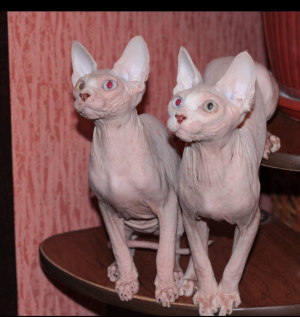 Photo №1. sphynx-katze - for sale in the city of Kursk | 700$ | Announcement № 1493
