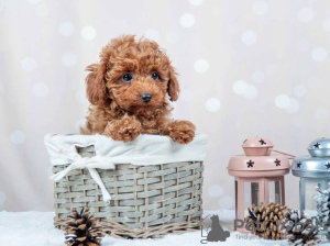 Photo №3. Toy Poodle Red Brown puppies. Germany