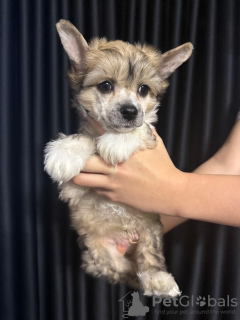 Photo №3. Chinese Crested Puppies. Slovakia