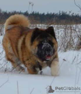 Additional photos: american akita