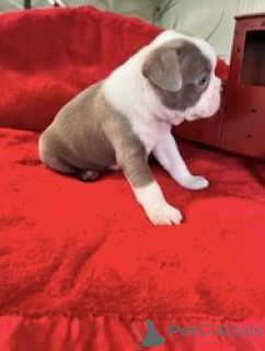Photo №1. boston terrier - for sale in the city of Peel | negotiated | Announcement № 168841