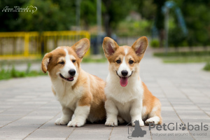 Photo №4. I will sell welsh corgi in the city of Mariupol. breeder - price - negotiated