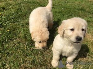 Photo №3. Beautiful golden retriever puppies for free adoption. Germany