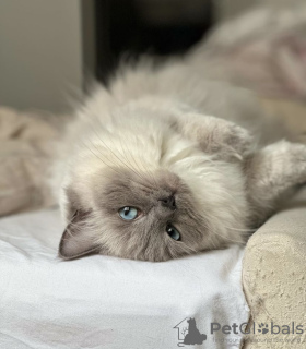 Photo №1. ragdoll - for sale in the city of Гамбург | 370$ | Announcement № 101785
