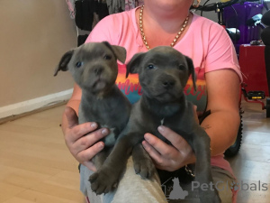 Photo №4. I will sell staffordshire bull terrier in the city of Mora. private announcement, breeder - price - 1548$