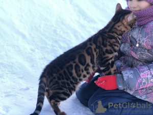 Photo №1. bengal cat - for sale in the city of Barcelona | 624$ | Announcement № 27602