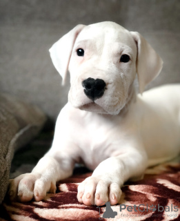 Photo №2 to announcement № 8710 for the sale of dogo argentino - buy in Russian Federation breeder
