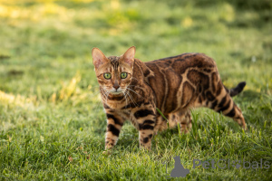 Photo №1. bengal cat - for sale in the city of Minsk | 161$ | Announcement № 176889