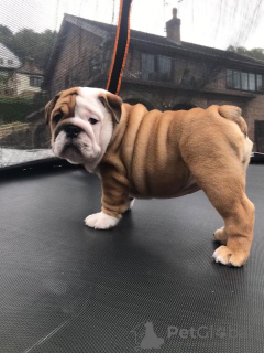 Additional photos: 2 English Bulldog puppies male and female ready for sale